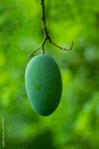 Sour raw mangoes, kacha aam, green mangoes hailed as the king of fruits photo