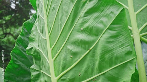 Giant taro plant. Huge green leaves resembling the elephant`s ears. Plants of tropical wetland with rich water source. Flora of Tahiti island in French Polynesia. photo