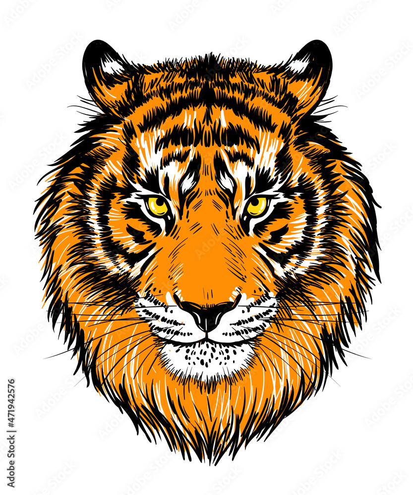Realistic drawn face of a tiger, vector illustration. Tiger portrait color graphics, print, poster