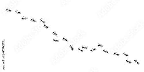 Ants marching in trail searching food. Working ant path isolated in white background. Vector illustration