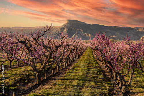 Blooming peach orchards in Palisade Colorado in Spring photo