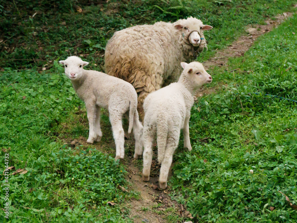 Obraz premium three sheep