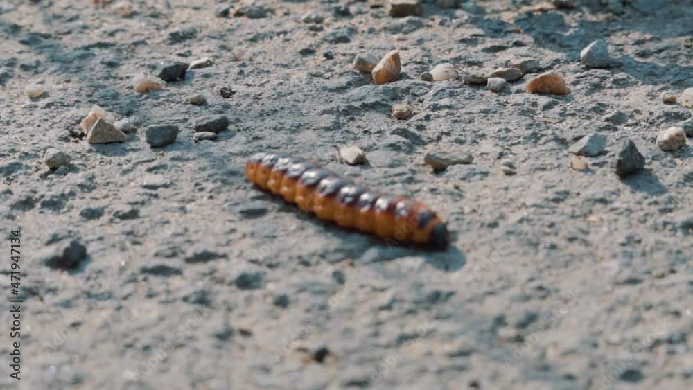 Orange And Black Caterpillar Walking Across Rough Ground Orange And Black Caterpillar Walking Across Rough Ground