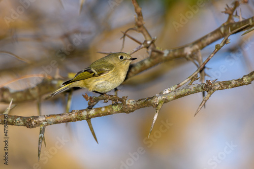 Ruby-crowned Kinglet, Corthylio calendula, Order: Passeriformes, Family: Regulidae photo