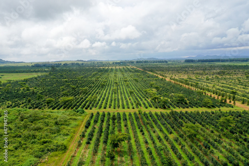 aerial view of coffee plantation field showing it pattern shooting from drone at Paksong, Champasak, Laos.