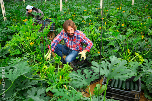 Successful male gardener with ripe zucchini in the greenhouse