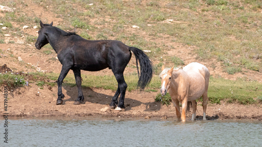 Black Stallion with his Palomino mare at the waterhole in the Pryor Mountains Wild Horse range in Wyoming United States Black Stallion with his Palomino mare at the waterhole in the Pryor Mountains Wild Horse range in Wyoming United States