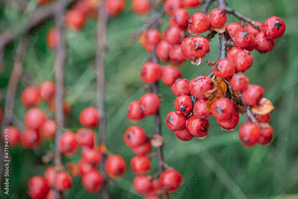 Close-up of wild red berries, rowan bush. Close-up of wild red berries, rowan bush.