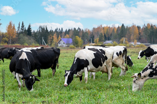 Idyllic rural landscape. Farm cows graze against the backdrop of autumn trees and village buildings in early fall. Selective focus.