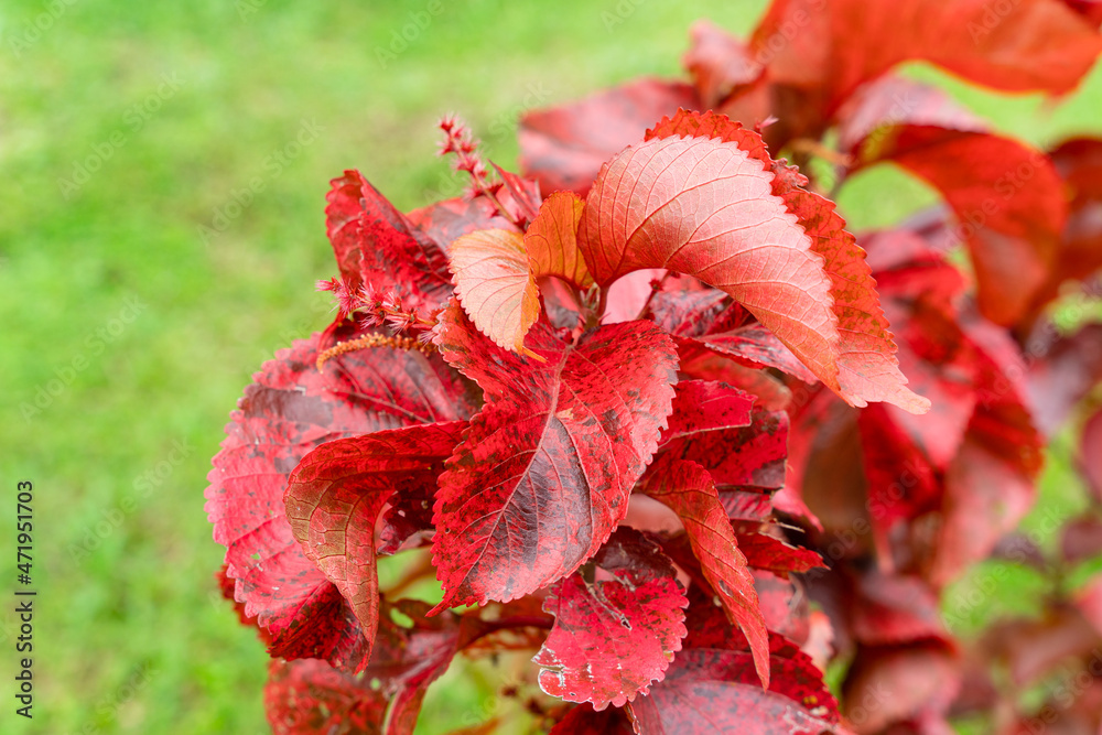 Acalypha wilkesiana, common names copperleaf and Jacob’s coat. The leaves are coppery green with red splashes, giving them a mottled appearance. Selective Focus. defocus. Acalypha wilkesiana, common names copperleaf and Jacob’s coat. The leaves are coppery green with red splashes, giving them a mottled appearance. Selective Focus. defocus.