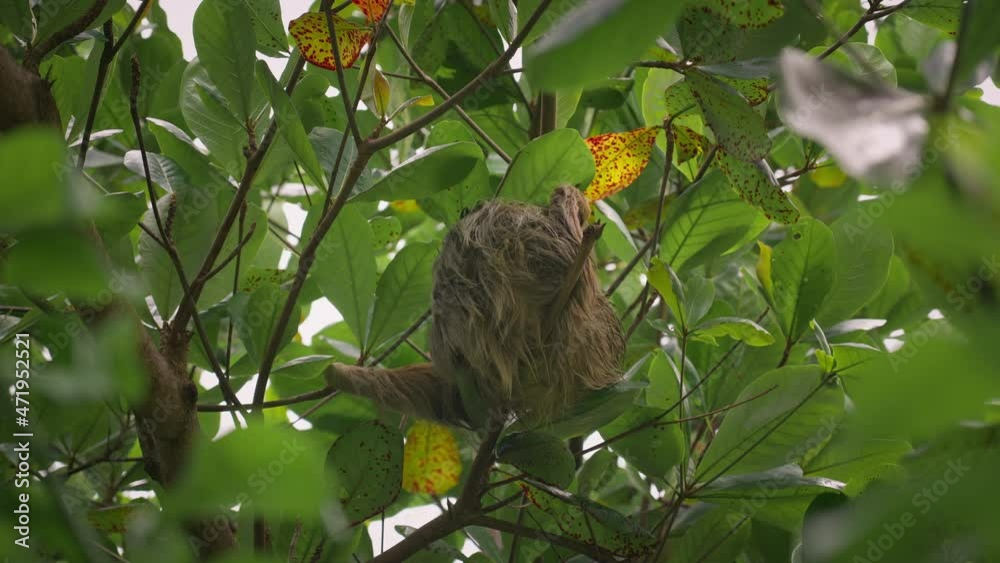 Furry twotoed sloth hanging from tree branch in tropical jungle of