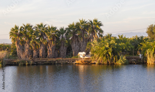 paisaje de rio con palmeras, delta del rio ebro, cataluña, españa