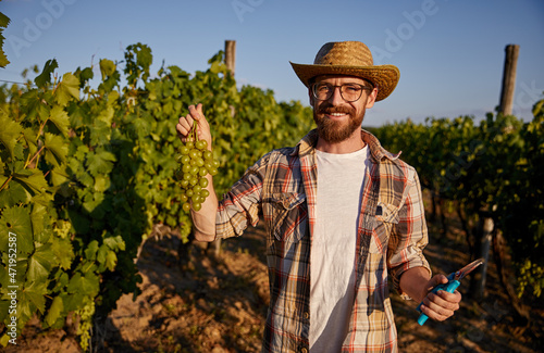 Cheerful farmer picking grape in vineyard