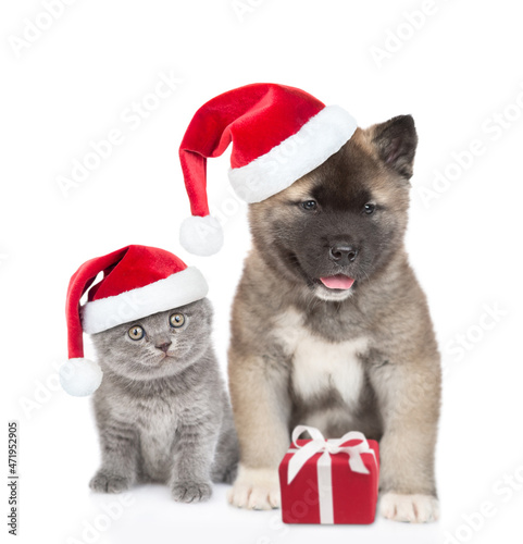 Cute kitten and American akita puppy wearing red christmas hats sit with gift box together. isolated on white background