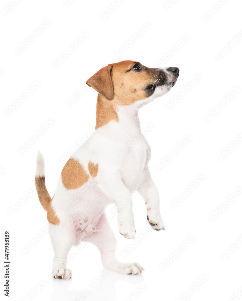 Jack russell terrier puppy stands on it hind legs and looks away and up. Isolated on white background