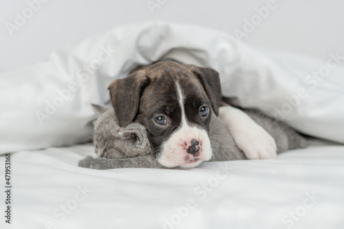 Cozy German boxer puppy embraces tiny kitten under warm white blanket on a bed at home. Pets sleep together