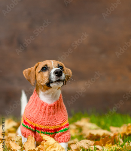 Jack russell terrier puppy wearing warm sweater  sits on fallen leaf at autumn park and looks up on empty space © Ermolaev Alexandr