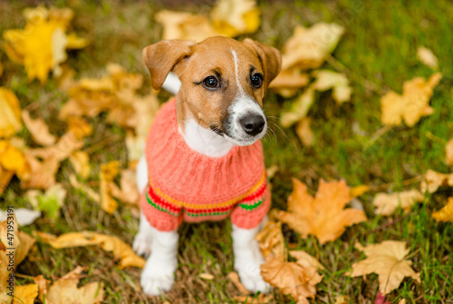 Young Jack russell terrier puppy wearing warm sweater sits on fallen leaf at autumn park and looks up at camera