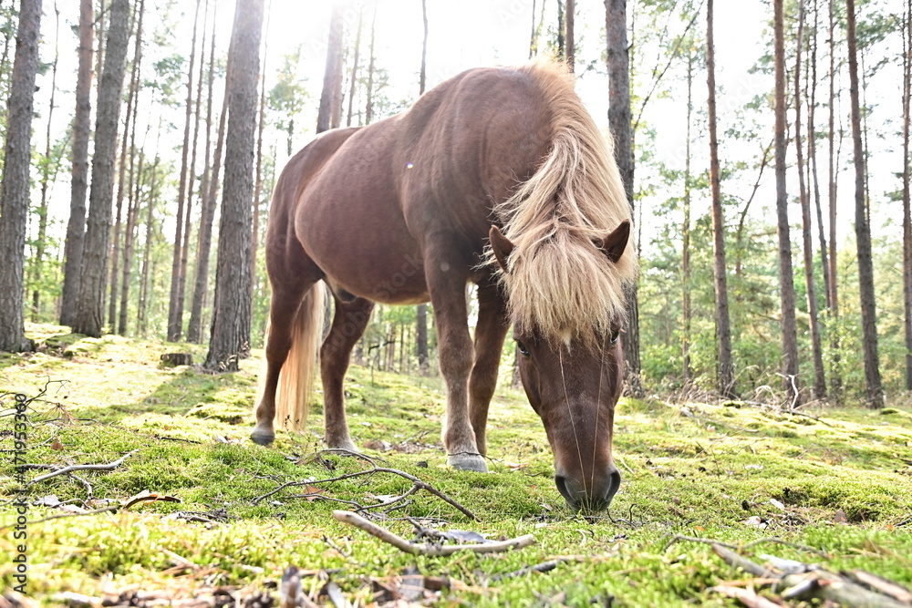 Pferd steht im Sonnenlicht im Wald auf Moos Pferd steht im Sonnenlicht im Wald auf Moos