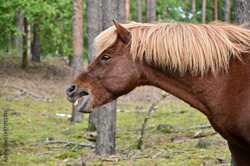 Braunes Pferd im Wald © GrebnerFotografie