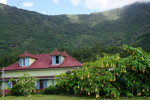 typical colorful house in the tropical mountains of the island of la r  union france with a datura tree
