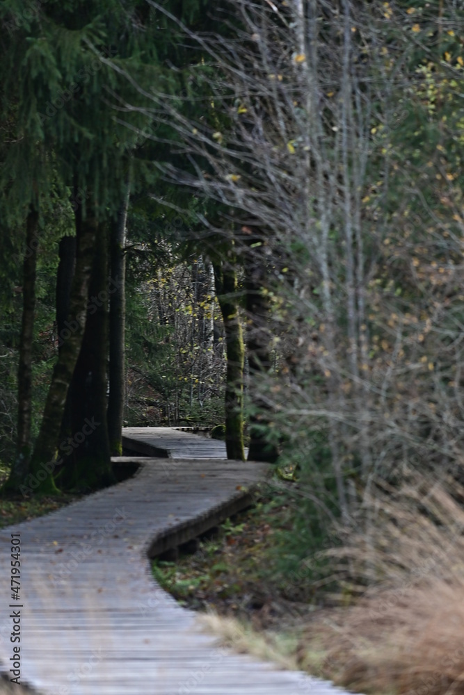 Fototapeta premium Pfad Schwarzes Moor in der Rhön