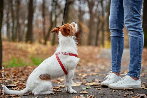 Jack Russell terrier dog with owner walking in autumn park. Pet care