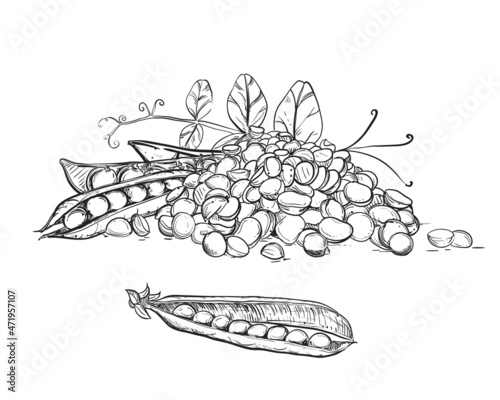 Hand drawn sketch black and white of green pea, pod, leaf. Vector illustration. Elements in graphic style label, card, sticker, menu, package. Engraved style illustration.