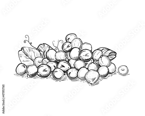 Hand drawn sketch black and white of green pea, pod, leaf. Vector illustration. Elements in graphic style label, card, sticker, menu, package. Engraved style illustration.