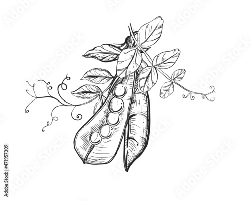 Hand drawn sketch black and white of green pea, pod, leaf. Vector illustration. Elements in graphic style label, card, sticker, menu, package. Engraved style illustration.