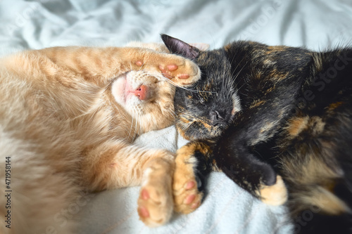 Fototapeta Naklejka Na Ścianę i Meble -  Two cats in love sleeping in bed hugging each other. Red tabby cat and tortoiseshell cat sleep together.