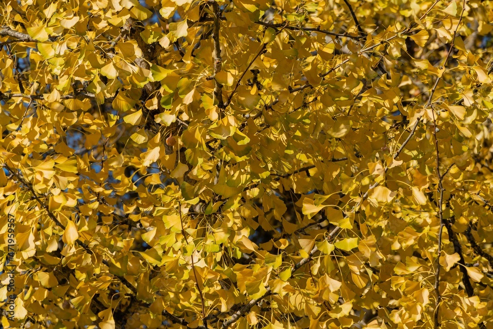 Yellow leaves and brown fruits of ginkgo tree (Ginkgo biloba), known as ginkgo against blurred background of golden leaves. Selective focus. Nature concept for design. Autumn 2021 Yellow leaves and brown fruits of ginkgo tree (Ginkgo biloba), known as ginkgo against blurred background of golden leaves. Selective focus. Nature concept for design. Autumn 2021