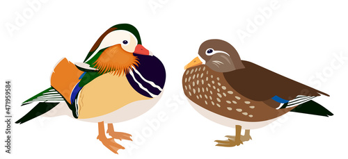 Drake and hen mandarin ducks isolated on white background, pair of mandarin ducks, vector illustration 