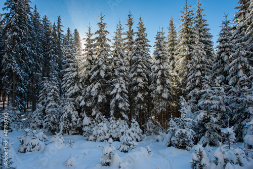 Spruce covered with snow, Pokljuka, Slovenia