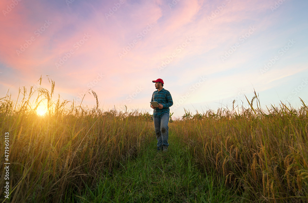 A young asian farmer wearing red cap, shirt, jeans, holding tablet working in the rice fields at the evening sunset.Concept of smart agriculture digital agriculturist A young asian farmer wearing red cap, shirt, jeans, holding tablet working in the rice fields at the evening sunset.Concept of smart agriculture digital agriculturist