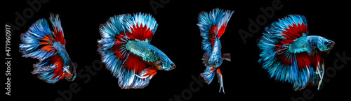 Bundle super red and blue halfmoon type of betta splendens siamese fighting fish