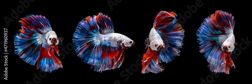 Bundle Multi-color halfmoon betta splendens siamese fighting fish