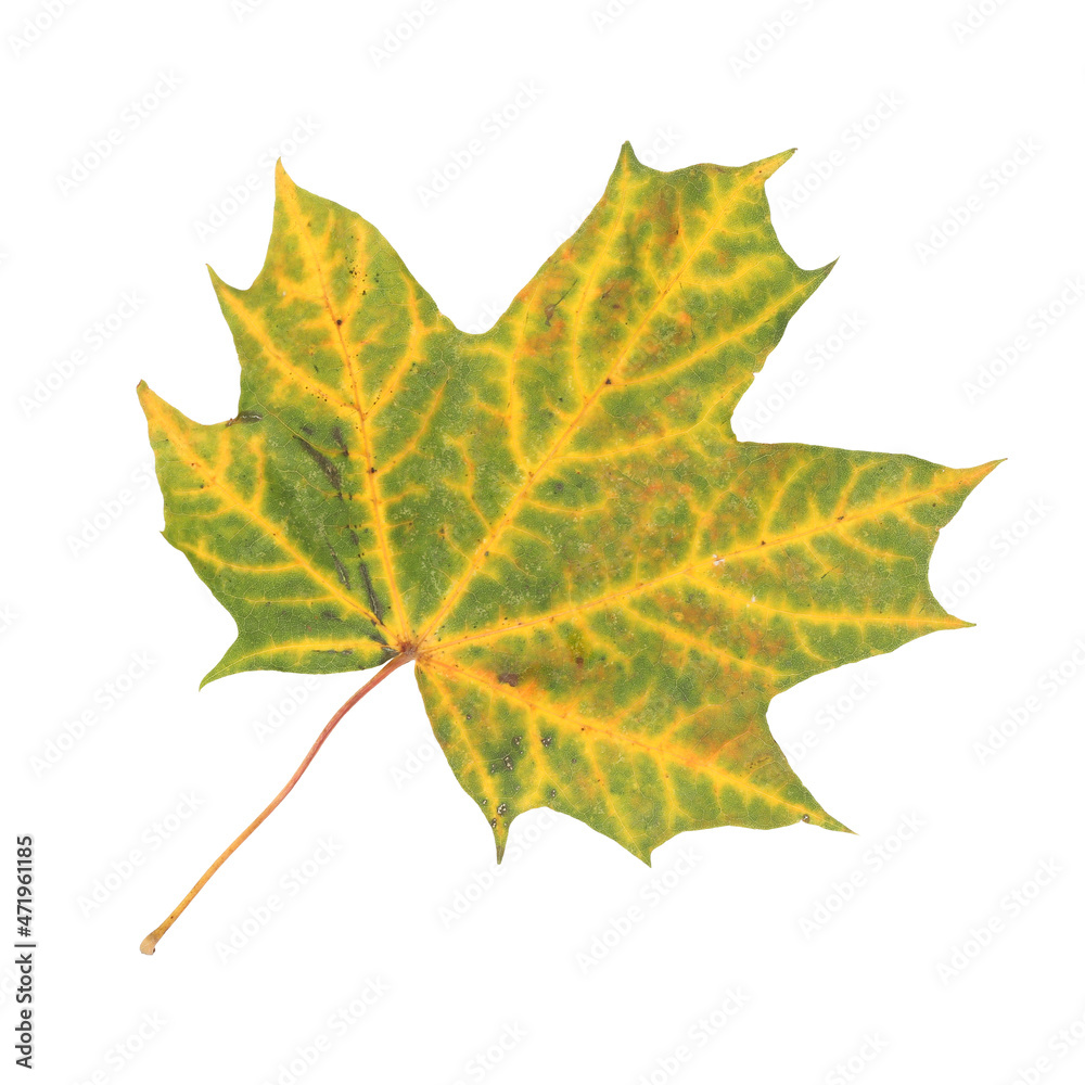Obraz premium isolated autumn yellow green maple leaf