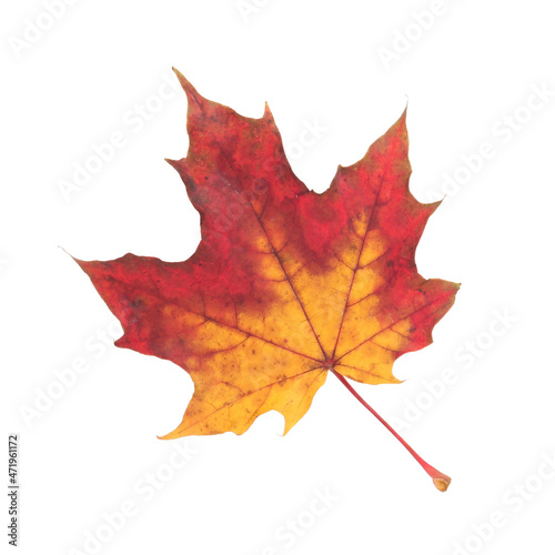 isolated autumn red yellow maple leaf