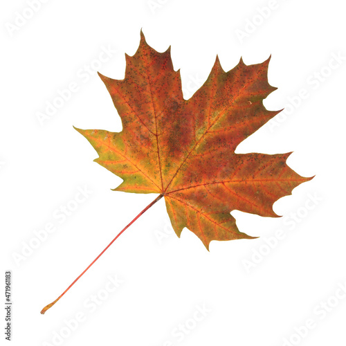 isolated autumn red maple leaf