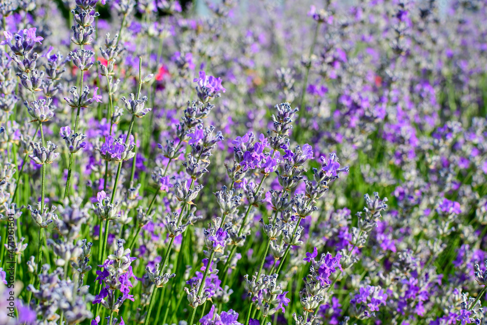 Naklejka premium Many small blue lavender flowers in a garden in a sunny summer day photographed with selective focus, beautiful outdoor floral background.
