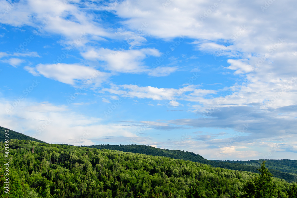 Landscape with many large green trees and fir trees in a forest at at mountains, in a sunny summer day, beautiful outdoor monochrome background.