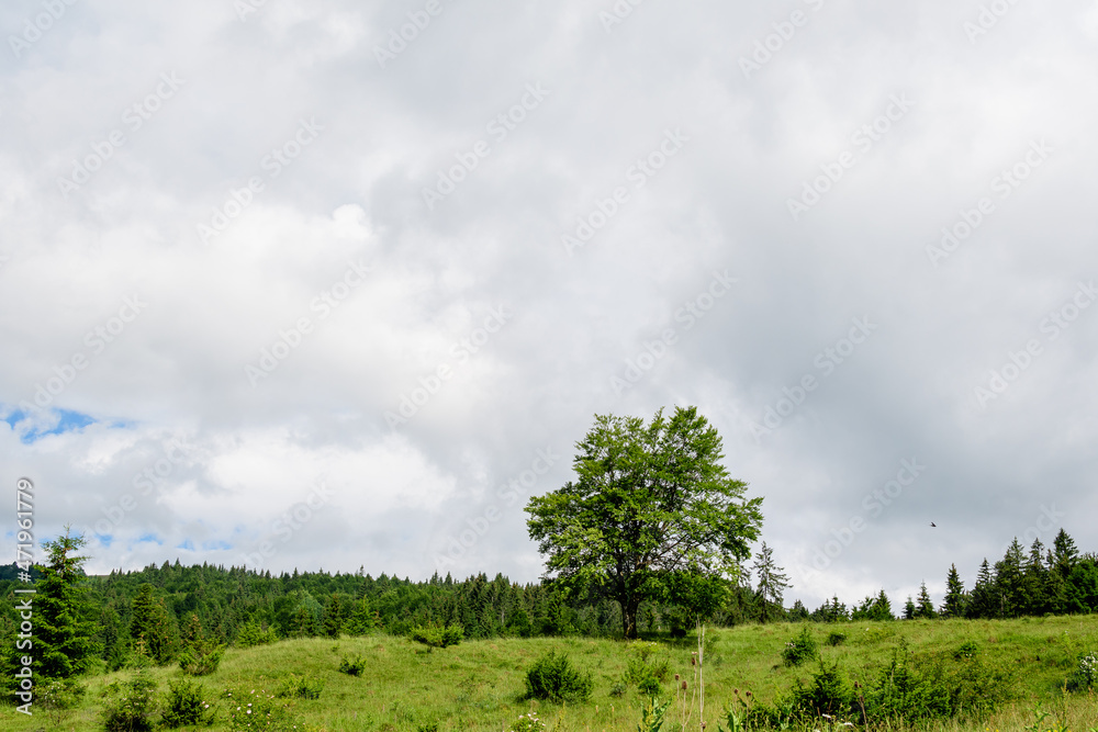 Obraz premium Landscape with many large green trees and fir trees in a forest at at mountains, in a sunny summer day, beautiful outdoor monochrome background.