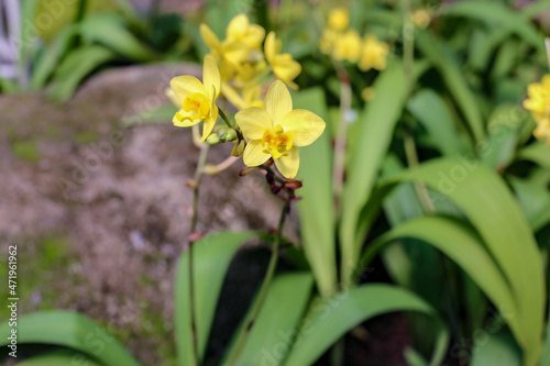 Close up photo of beautiful orchid in the park