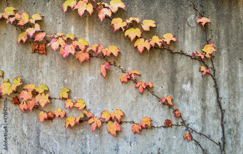 Vines with autumn foliage climbing on a concrete wall