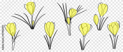 Crocuses are drawn with black line in doodle style, flat vector cartoon. Set of spring yellow flowers with outline for design cards and flyers.