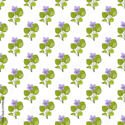 Seamless pattern with viola mirabilis medicinal plant.