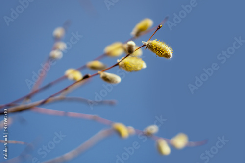 Easter or spring plot with branches with fluffy willow buds