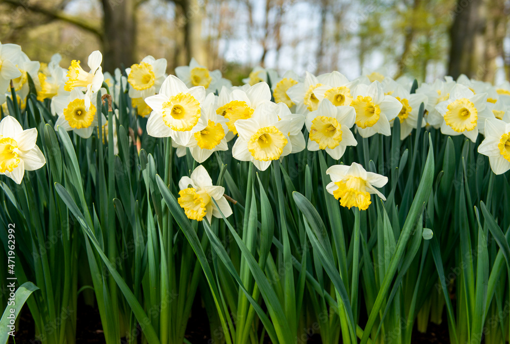 Beautiful Dutch daffodils in the park in spring Beautiful Dutch daffodils in the park in spring