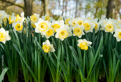 Beautiful Dutch daffodils in the park in spring
